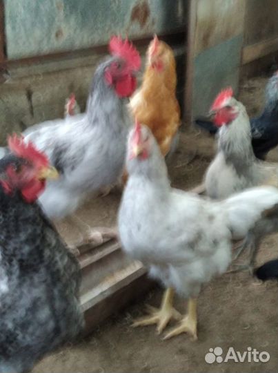 Молодые петушки