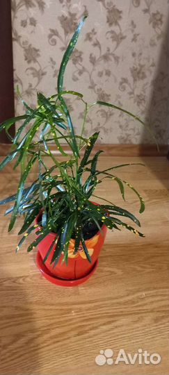 Комнатные цветые горшках