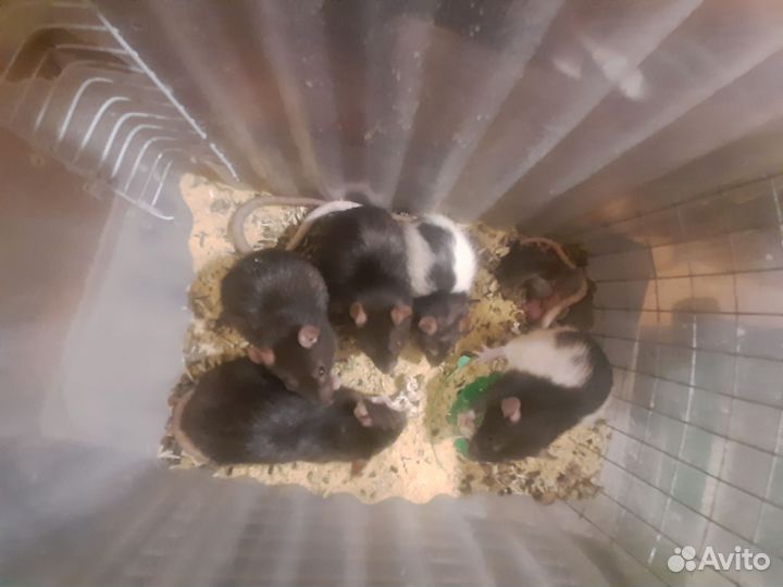 Крысята дамбо