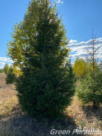 Ель обыкновенная