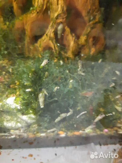 Мраморные раки и улитки