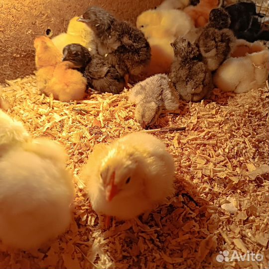 Цыплята суточные, домашние