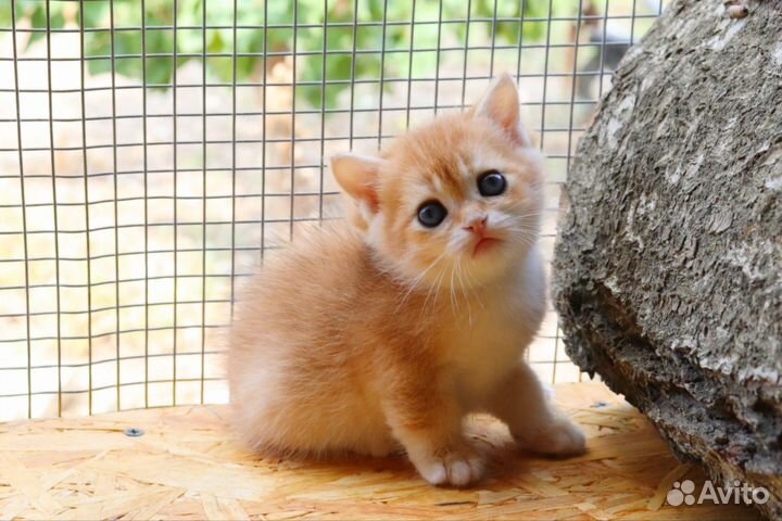 Шотландская золотая шиншилла котик ny12