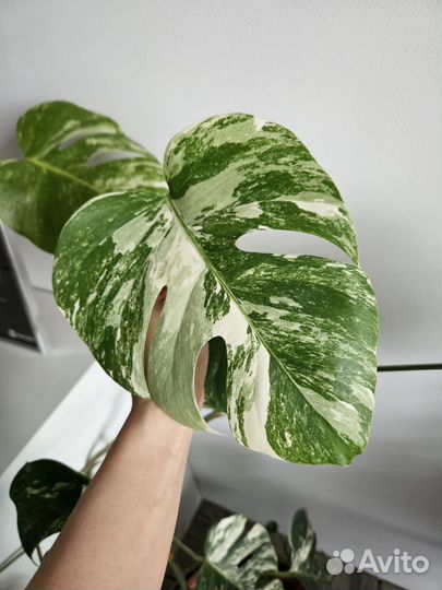 Монстера вариегатная альба