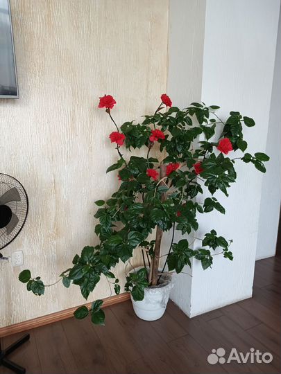 Китайское дерево