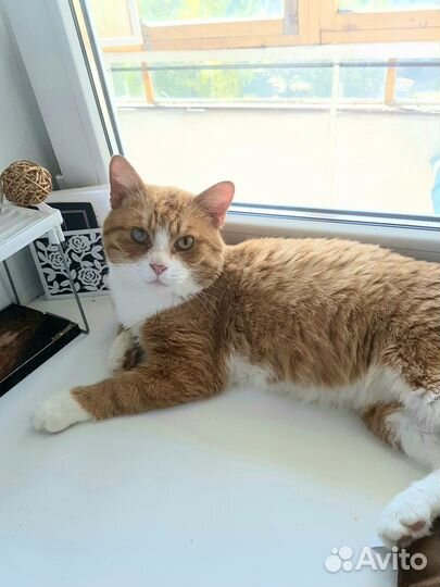 Рыжий котик Данко