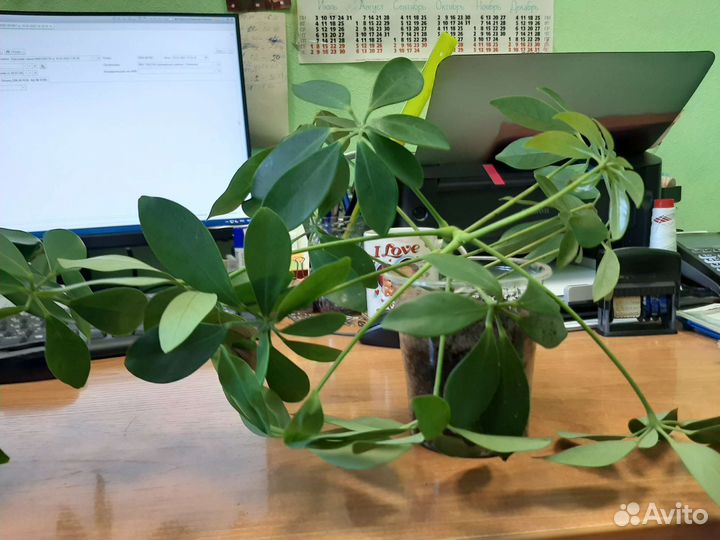 Комнатные цветы шефлера