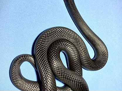 Змеи террариумные