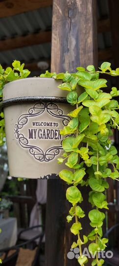 Вербейник монетчатый