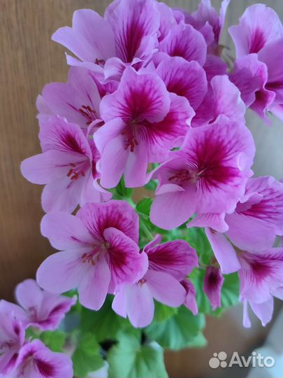 Герань пеларгония королевская