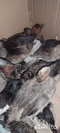 Утки приманка