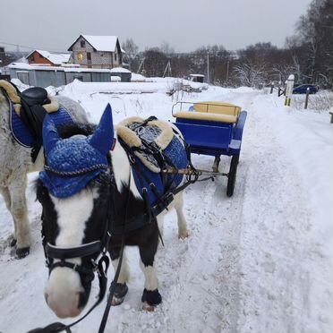 Экипаж для лошади