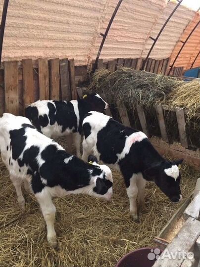 Телята мясной породы бычки