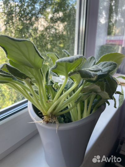 Фиалка белая, махровая