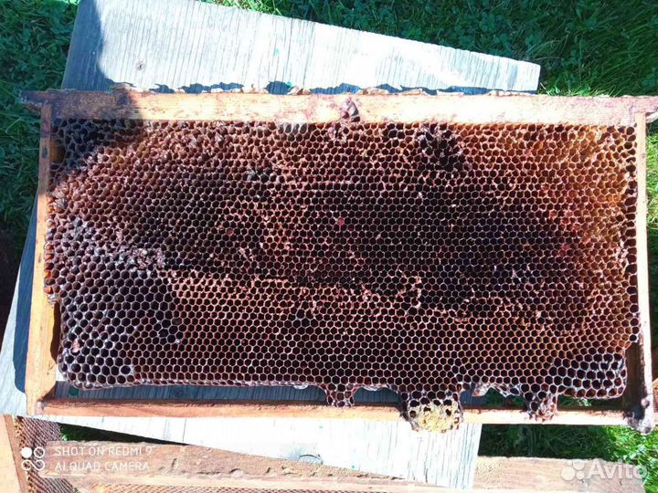 Рамки с сушью