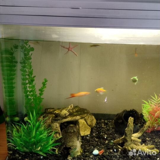 Подаю аквариум с рыбками 200л