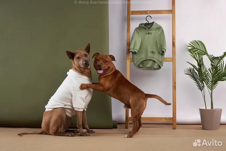 Собаки для рекламы, фотосессии, съёмок