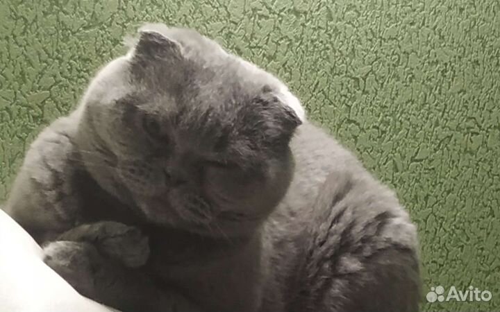 Догситтер,зооняня