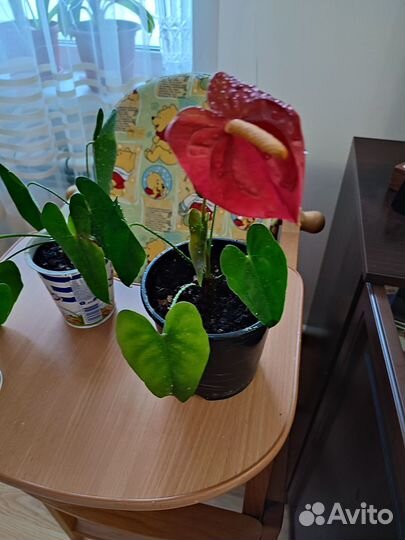 Комнатные растения цветы