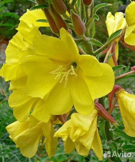 Рассада Энотера (Ночная свеча)