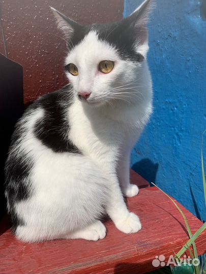 Кот в дар бесплатно