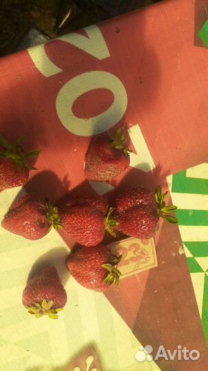 Клубника свежая