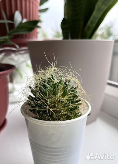 Кактус маммилярия