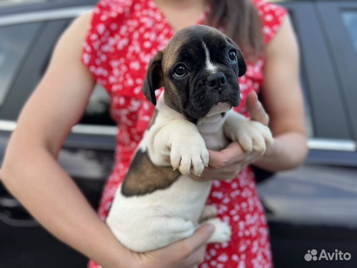 Французский бульдог щенки