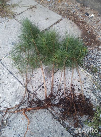 Саженцы Хвойных