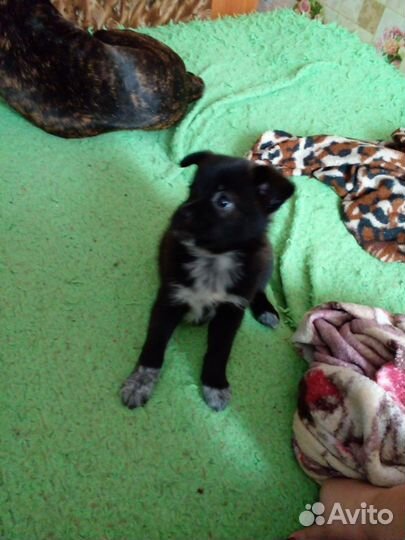 Маленькая собака в добрые руки