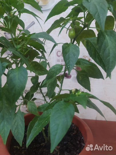 Перец комнатный острый огонек