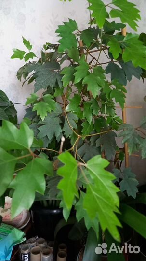 Комнатные цветы