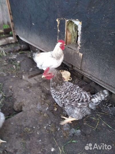 Куры доминант