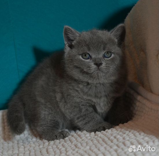 Британские классические