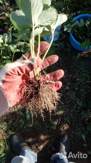 Рассада.Саженцы клубники Альба, Нелли, Азия, Клери