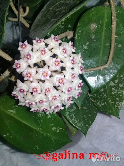 Редкие хойи