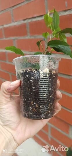 Фикус бенджамина