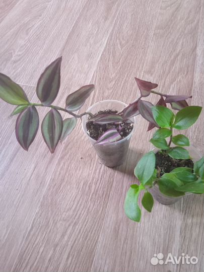 Традесканции сортовые