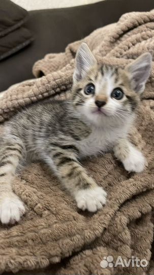 Котенок мальчик в добрые руки
