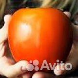 Саженцы хурмы в горшках круглый год