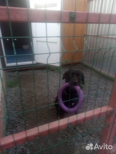 Передержка собак.зоогостиница Три собаки