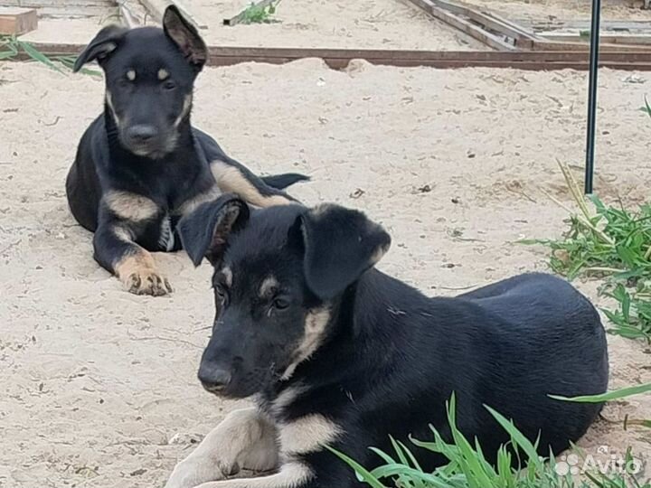 Щенок в добрые руки бесплатно