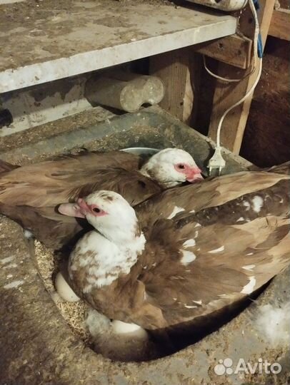 Утиные яйца