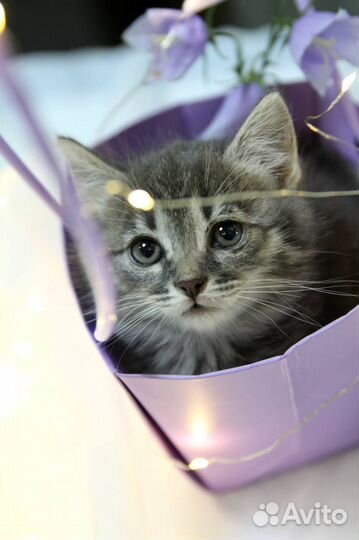 Марго милашка