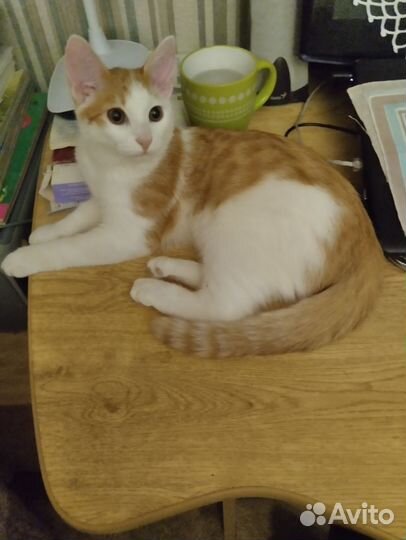 Котенок в добрые руки