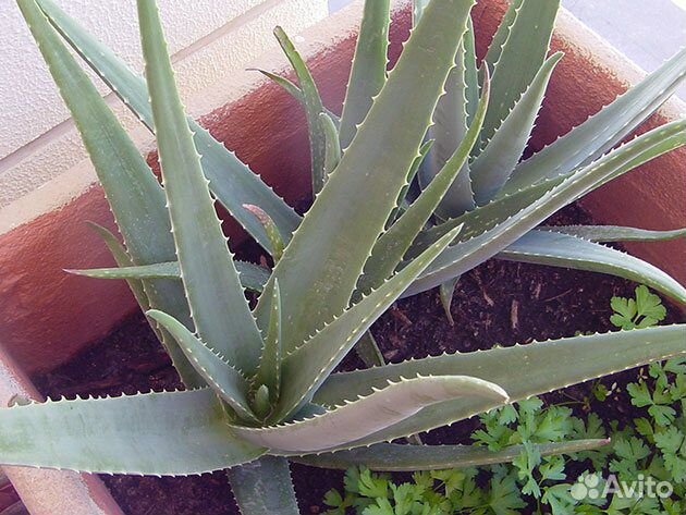 Алоэ Вера, столетник