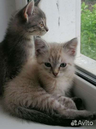 Котенок в дар бесплатно