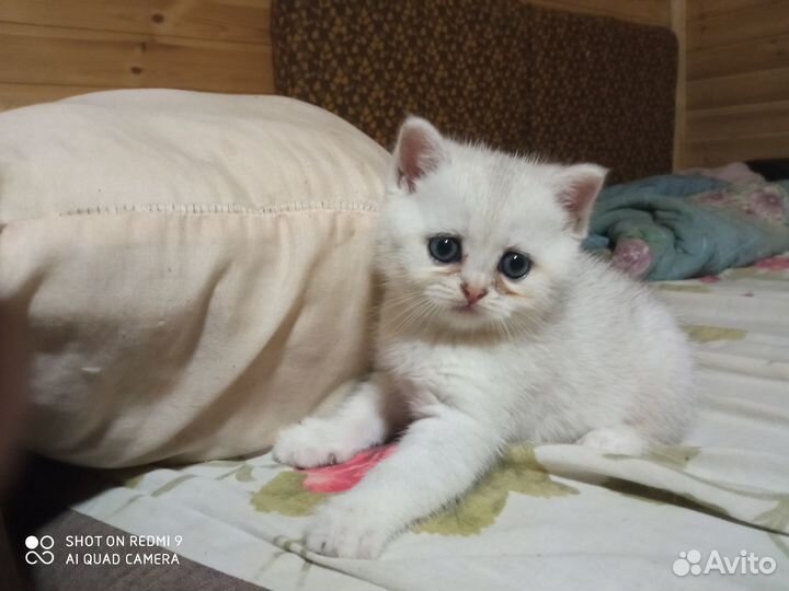 Шотландские прямоухие и вислоухие котята девочки