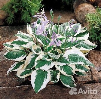 Хосты сортовые (с зкс) часть 3