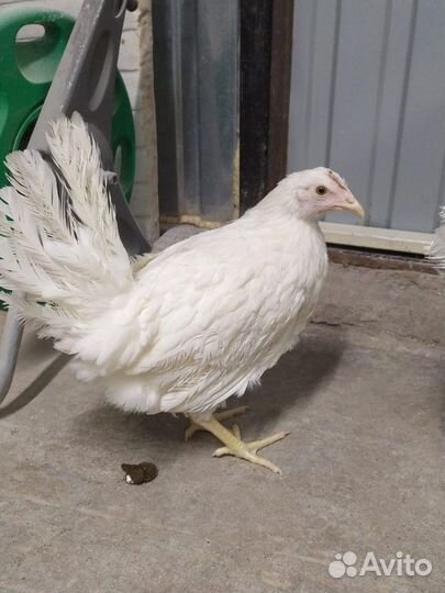 Куры Несушки